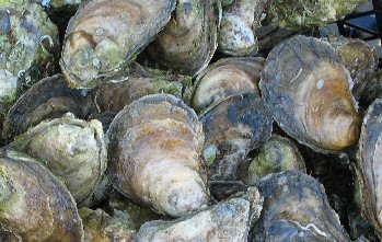 welfleet-oysters